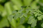 Waxyleaf meadow-rue